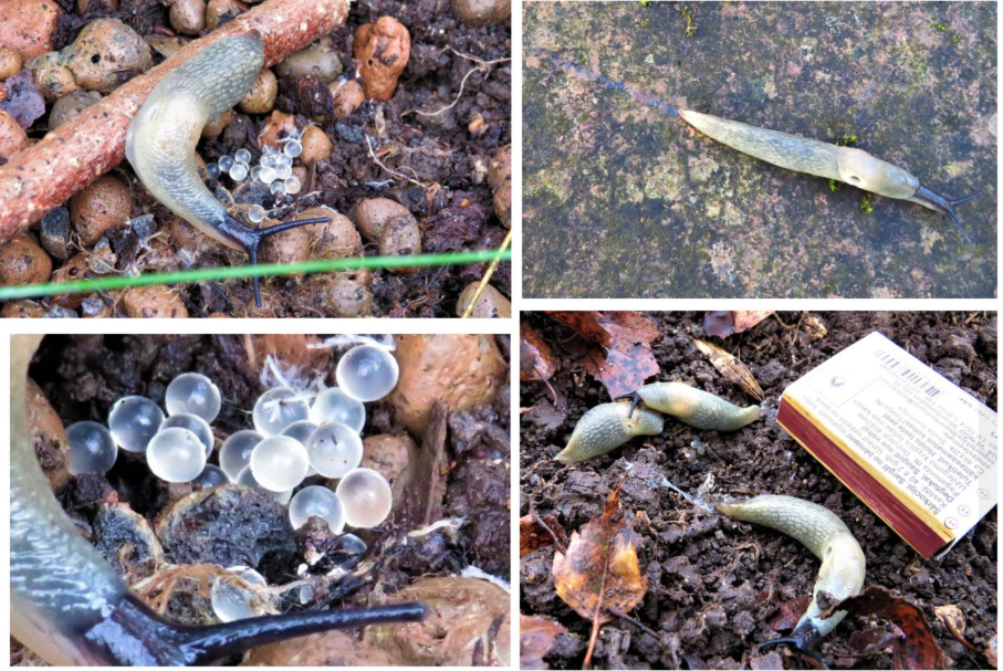 Mustpeanälkjas ja tema munad. Mustpeanälkjas ei sarnane ühegi meie kodumaise teoliigiga. Fotod: Ene Grass / teokaart .png